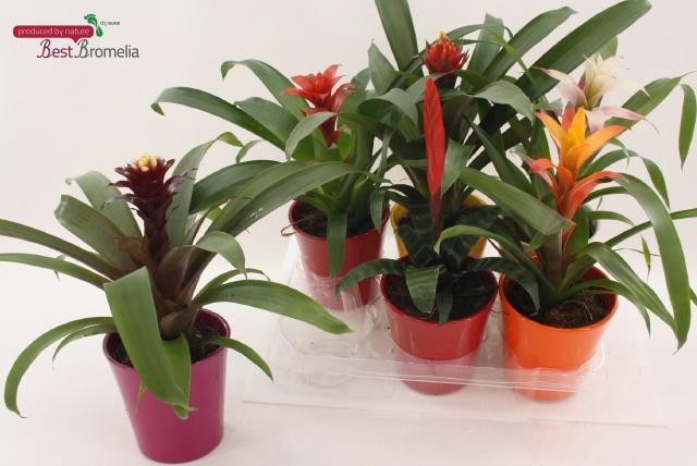 <h4>BROMELIA GEM</h4>