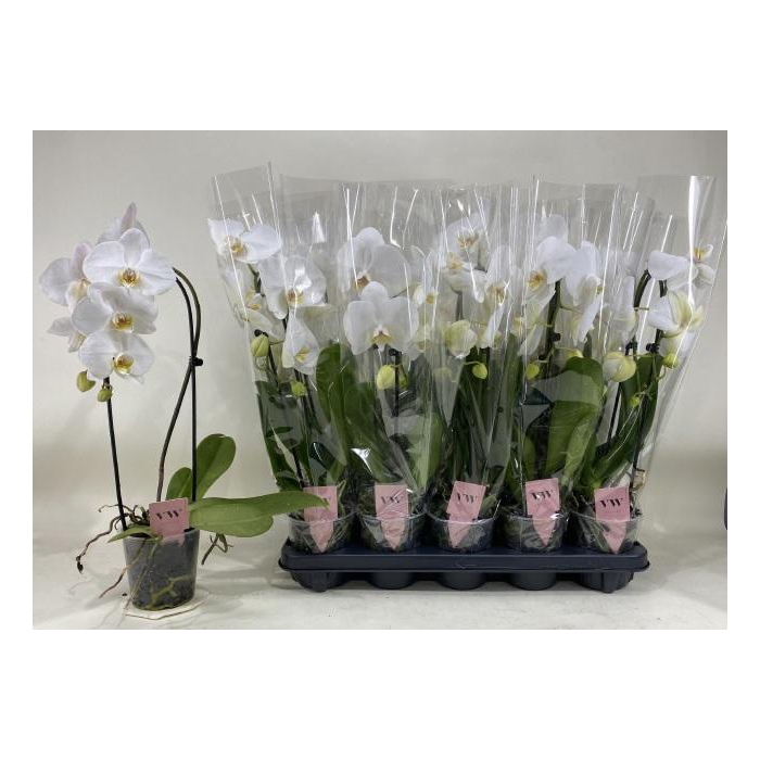 <h4>PHAL AN GLASGOW</h4>