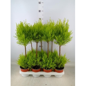 Cupressus macro. 'Goldcrest Wilma'