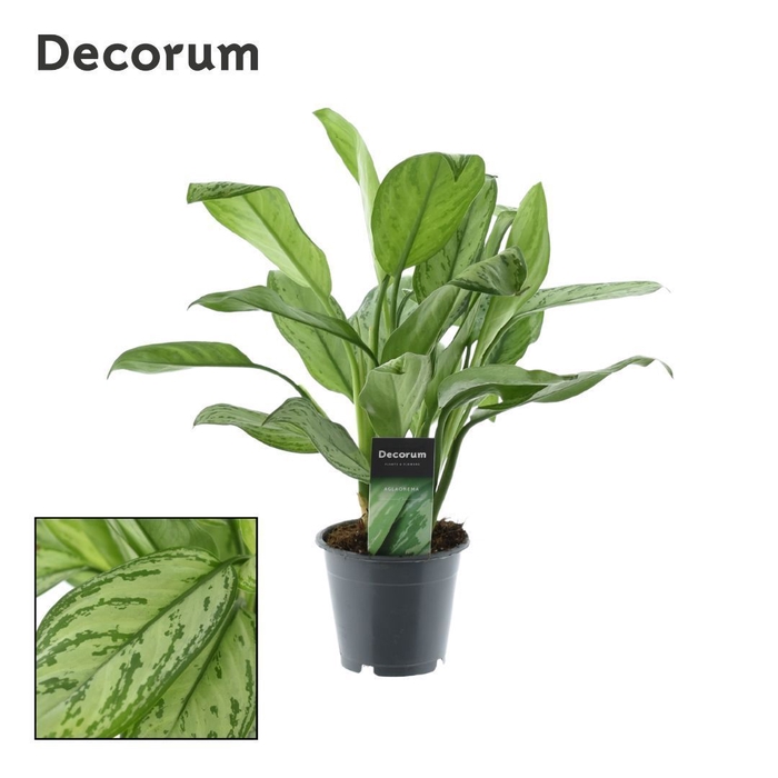 <h4>Aglaonema Maria Christina (Decorum)</h4>