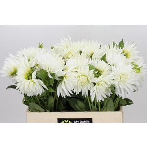 Dahlia Tutu