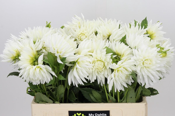 <h4>Dahlia Tutu</h4>