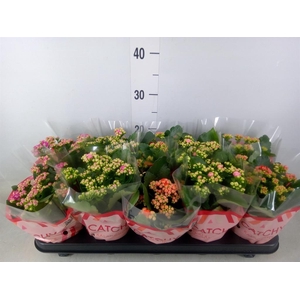 Kalanchoe blos.   ..rosebud mix  5