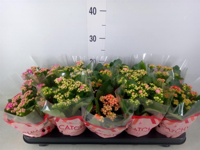 <h4>Kalanchoe blos.   ..rosebud mix  5</h4>