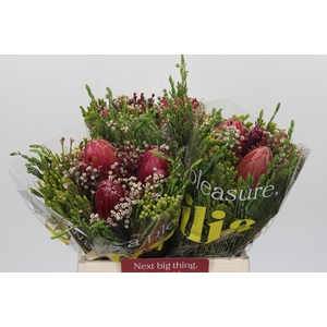 BQ Protea Hybride Carroussel