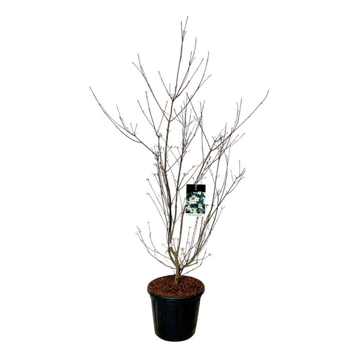 <h4>Cornus kousa 'Wieting's Select'</h4>