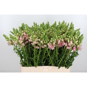 Antirrhinum Po Pink