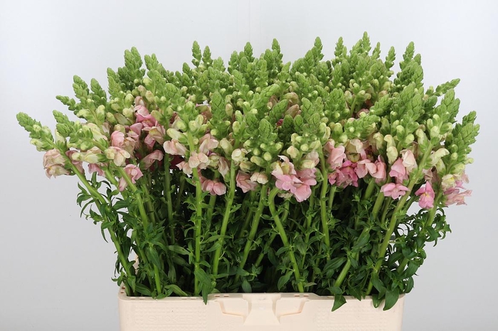 <h4>Antirrhinum Po Pink</h4>
