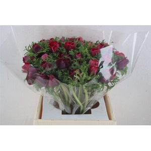 Anem Mistral Super Magenta