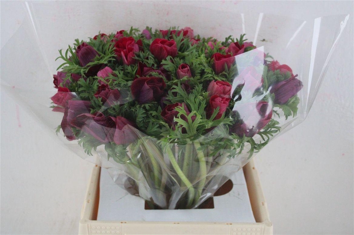 <h4>Anem Mistral Super Magenta</h4>