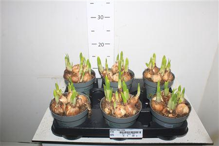 <h4>Narcis C Tete A Tete</h4>