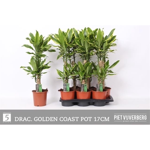 Dracaena fragrans Golden Coast 17Ø 85cm 2pp