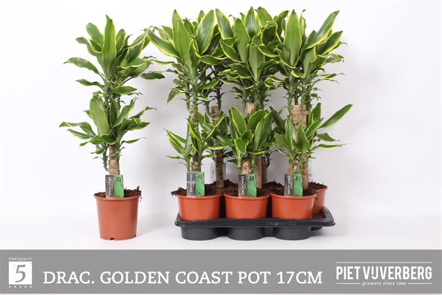 Dracaena fragrans Golden Coast 17Ø 85cm 2pp