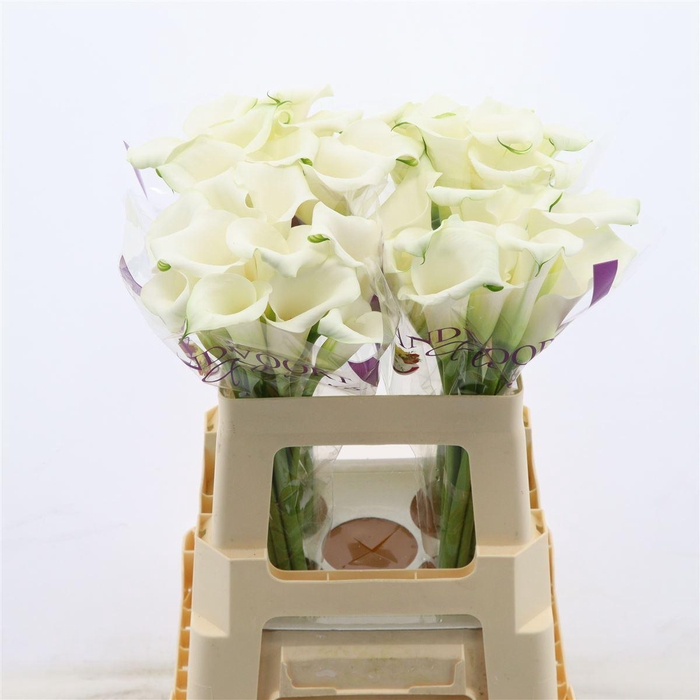<h4>Calla Whitehorse</h4>