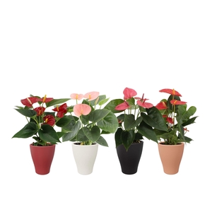 Anthurium 4 color mix in Carly winter ceramics