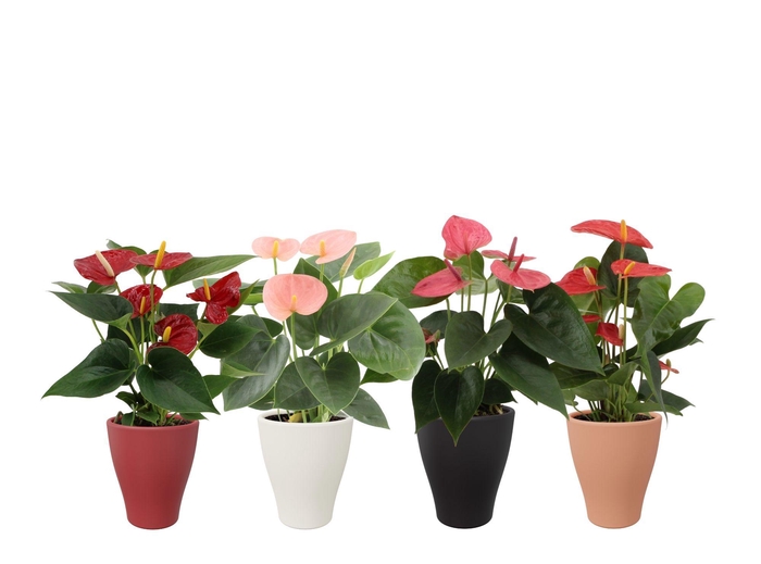 <h4>Anthurium 4 color mix in Carly winter ceramics</h4>