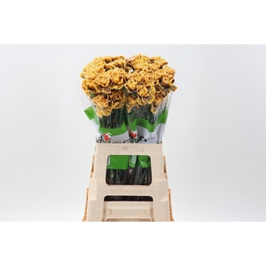 Di St Tinted GothicYellow