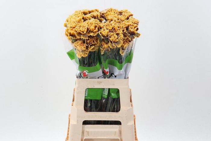 <h4>Di St Tinted GothicYellow</h4>