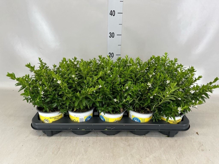 <h4>Cuphea hyssopifolia 'Floriglory'</h4>