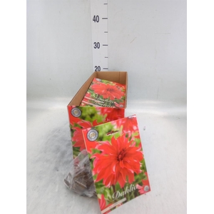 Dahlia   ...flowerbulbs