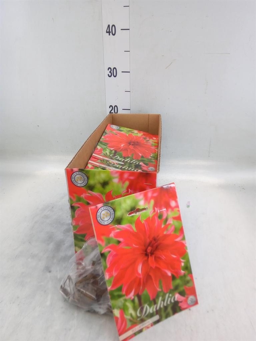 <h4>Dahlia   ...flowerbulbs</h4>