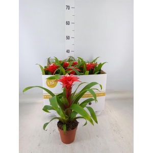 Guzmania  'Confetti'