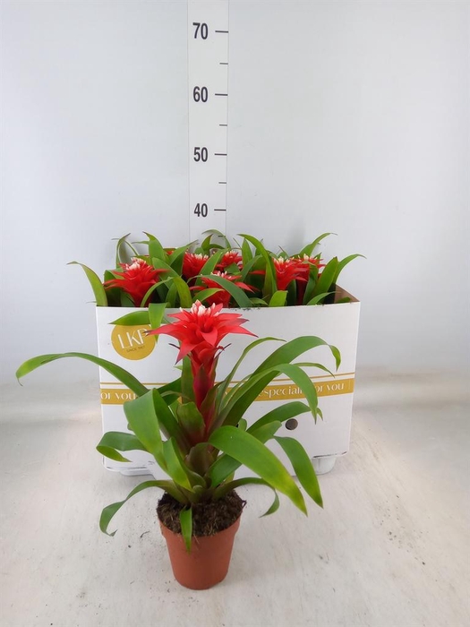 <h4>Guzmania  'Confetti'</h4>
