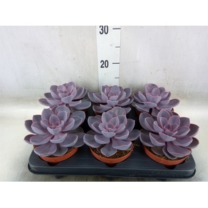 Echeveria  'Purple Pearl'