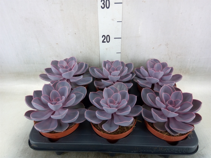 <h4>Echeveria  'Purple Pearl'</h4>