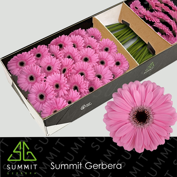 <h4>Gerbera Alison Doos</h4>