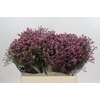 Limonium sinensis Tiffany Diamond