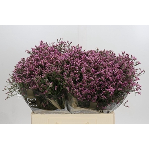 Limonium sinense Tiffany Diamond