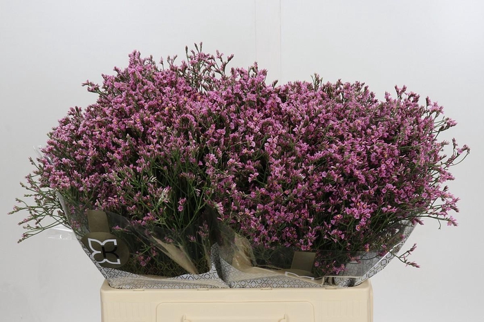 <h4>Limonium sinense Tiffany Diamond</h4>