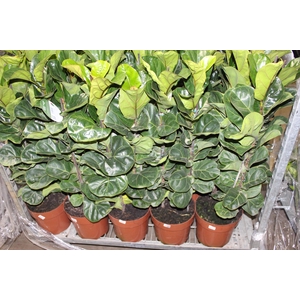 FICUS LYRATA BAMBINO P23 MIN 3 HT COMPACTO