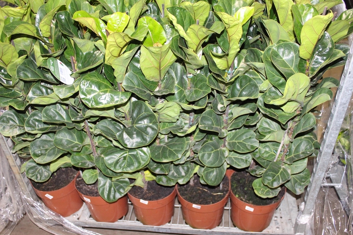 <h4>FICUS LYRATA BAMBINO P23 MIN 3 HT COMPACTO</h4>