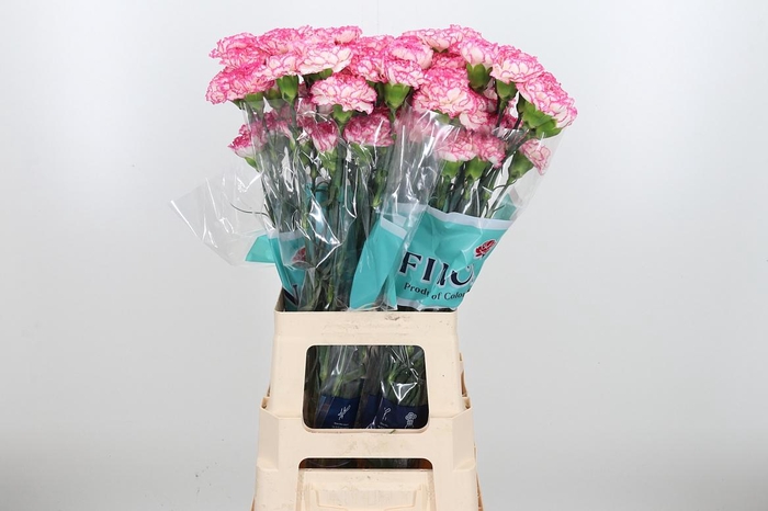 <h4>Di St Komachi</h4>