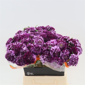 Scabiosa caucasica