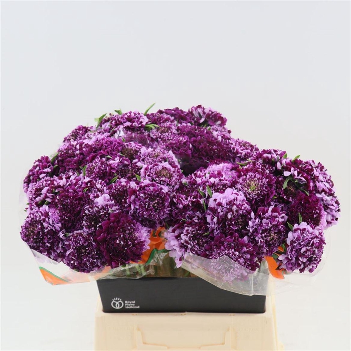 <h4>Scabiosa caucasica</h4>