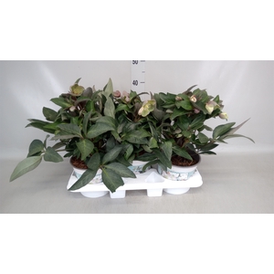 Helleborus  'Viv Valeria'