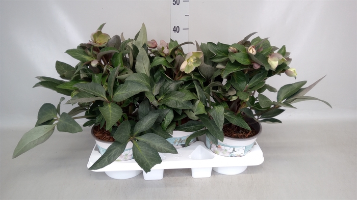 <h4>Helleborus  'Viv Valeria'</h4>