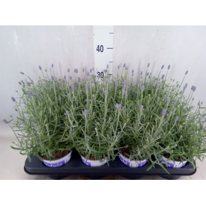Lavandula angus. 'Hidcote'