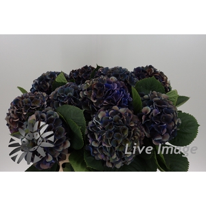 Hydrangea pimpernel