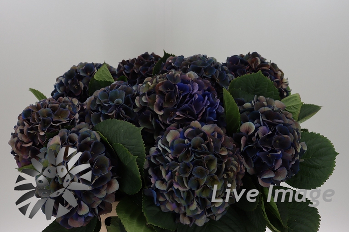 <h4>Hydrangea pimpernel</h4>