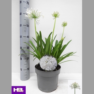 AGAPA HENRYS WHITE
