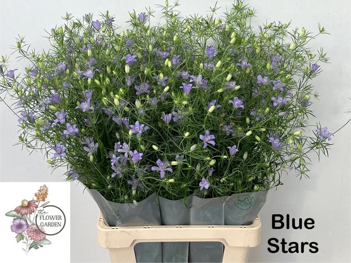 <h4>Nigella Bucharica Flowergarden</h4>