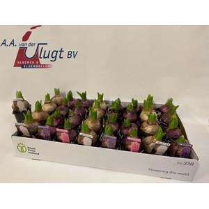 HYACIN PEAR GEM 3 KL