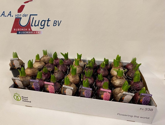 <h4>HYACIN PEAR GEM 3 KL</h4>