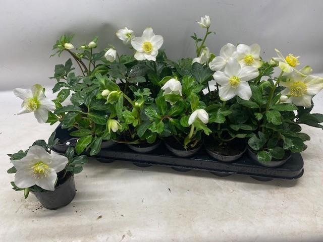 <h4>HELL NI LITTLE STAR</h4>