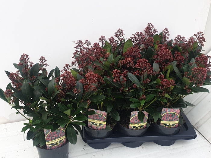 <h4>SKIM J RUBELLA</h4>