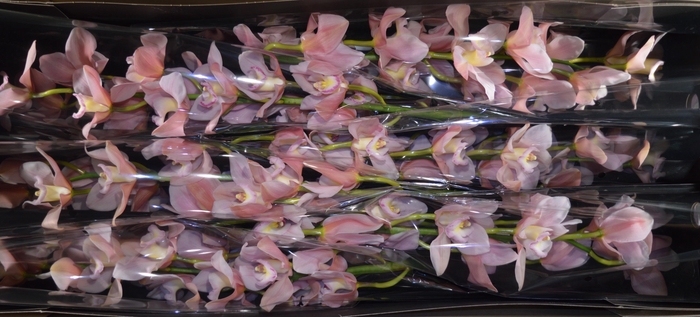 <h4>CYMB T SALM DELIGHT</h4>